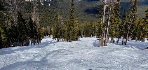 The mogul ski runs in the forest at Nakiska Ski Slope at Kananaskis Alberta Canada