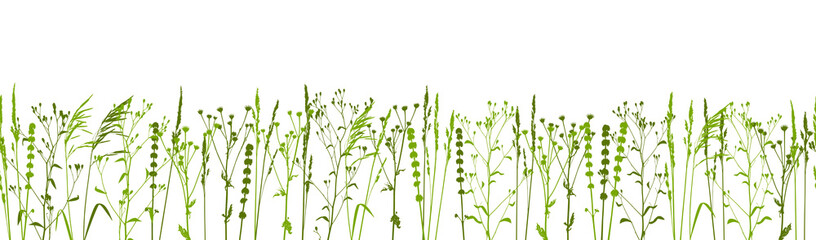 Green grass isolated on white - seamless border with natural herbs - row of wild herbs - herbal silhouettes for spring and summer design