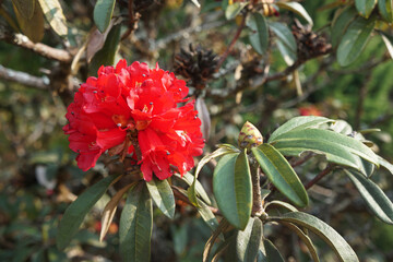 Red Rhododendron is covered in stunning clusters of lightly-scented scarlet trumpet-shaped flowers at the ends of the branches in mid spring. rhododendron delavayi.