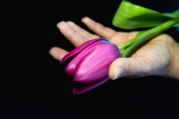 Una mano aperta che tiene e offre un tulipano viola su uno sfondo nero. Ringraziamento. Condoglianze.