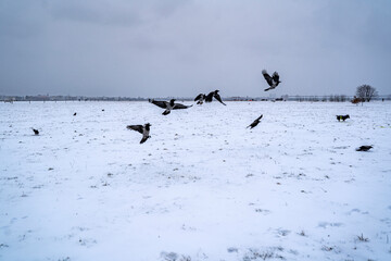 Winterlandschaft: Schnee, Feld, Krähen
