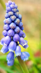 Purple grape hyacinth spring 