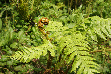 Young green leaves curling of fern . Fern leaves unfurl.
