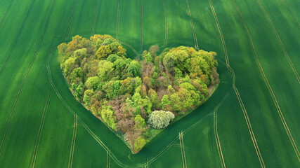 Heart shaped small forest in the middle of the green field. Aerial . High quality photo