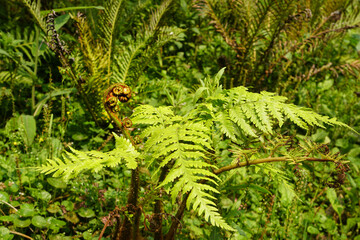 Young green leaves curling of fern 