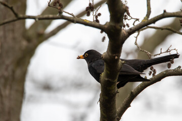 Amsel