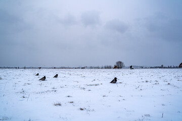 Winterlandschaft: Schnee, Feld, Krähen