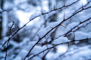 Fototapeta na wymiar Winterlandschaft: Schnee an Bäumen, Zweigen