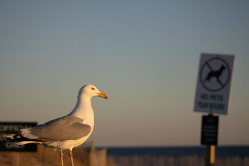seagull on the pier during the sunset.