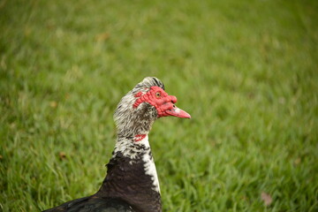 Head detail of Muscovy drake, grass background