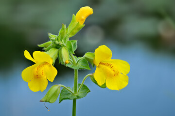 gelbe gauklerblume, mimulus guttatus, nahaufnahme von blüten und blättern mit wasser im...