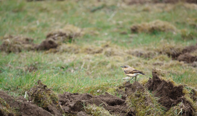 A male Wheatear (Oenanthe oenanthe) searching for food amongst mud and grass on Salisbury Plain in March   