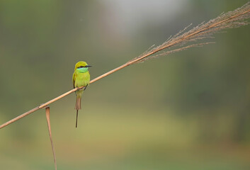 Little green bee eater 
