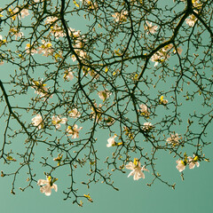 Conceptual photo of blooming magnolia stellata blossom braches on tree in spring inspired by Van Gogh