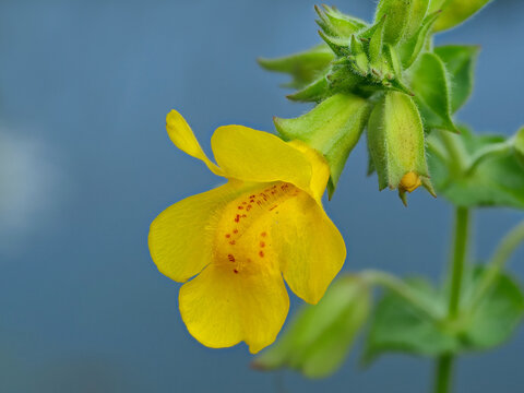 gelbe gauklerblume, mimulus guttatus, nahaufnahme von blüten und blättern mit wasser im hintergrund