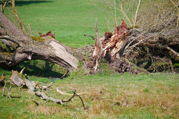 close up of a dead tree that was split by a lightning strike and is lying in the meadow