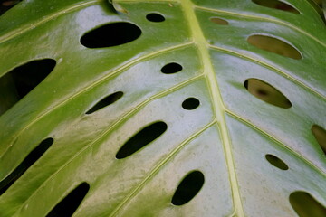 Fototapeta na wymiar Close up of a green leaf of Monstera Deliciosa Swiss Cheese