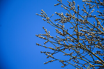 Spring. Fluffy buds on a vine tree against a blue sky background. Palm Sunday.