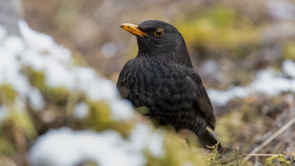 bird, amsel, natur, black, wild lebende tiere, schnabel, tier, gemein, 