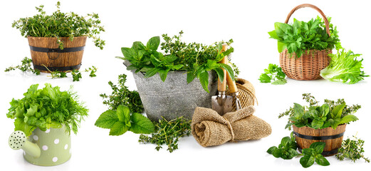 Collage mix set of green herbs in braided basket isolated on white background.