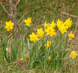 uk spring wild daffodils in full golden yellow bloom