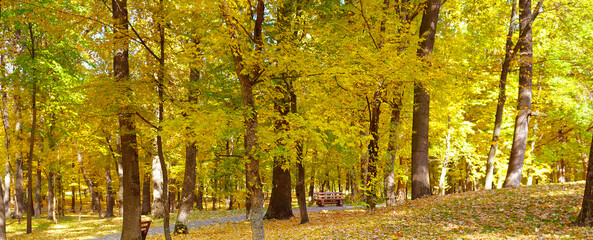 Golden autumn scene in a park, with falling leaves. Wide photo.