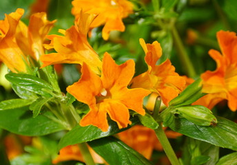 Bright color of Bush Monkey 'Jelly Bean Orange' flowers