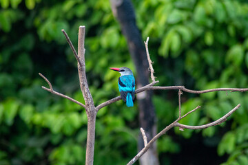 Martin pêcheur noir et bleu sur une branche au dessus dans étang de poisson à Lomé, au togo en afrique de l'ouest
