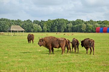 A large wild Eurasian ox that was the ancestor of domestic cattle. Bison in an open space on a...