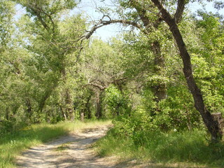 path in the forest