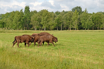 A large wild Eurasian ox that was the ancestor of domestic cattle. Bison in an open space on a...