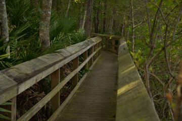 Wooden boardwalk along blueberry trail at University of Northern Florida