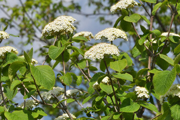 Viburnum (Viburnum lantana) blooms in spring