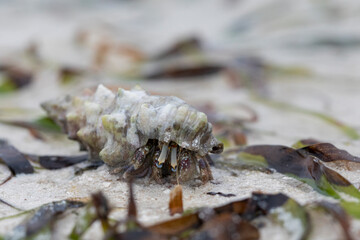 A small crab in a shell walking the sand at low tide.