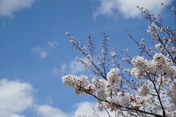 桜と空