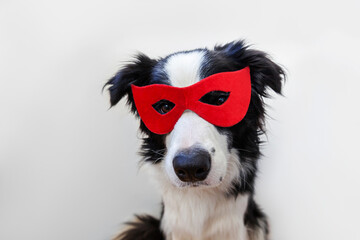 Cute puppy dog with funny face border collie in superhero costume isolated on white background....