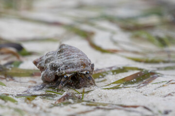 Hermit crabs walking the sand at low tide.