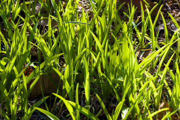 Green grass background, sunlight and green color, shadows and lights