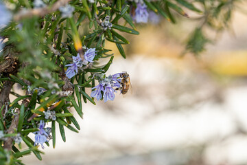 Bee on a rosemary flower