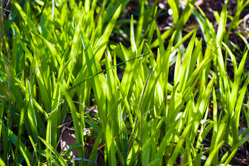 Green grass background, sunlight and green color, shadows and lights
