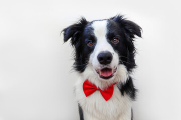 Funny studio portrait puppy dog border collie in bow tie as gentleman or groom isolated on white background. New lovely member of family little dog looking at camera. Funny pets animals life concept.