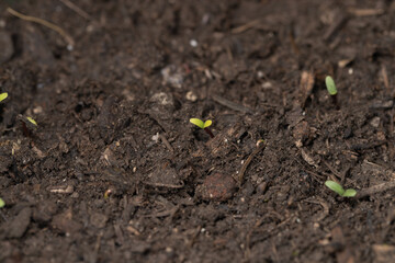 plant in soil