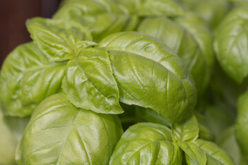 fresh basil leaves in the garden
