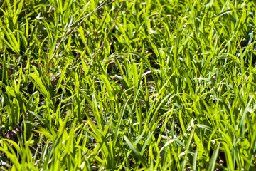 Green grass background, sunlight and green color, shadows and lights