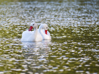 A pair of coscoroba swan (coscoroba coscoroba) on a lake
