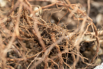 dry roots of a garden plant