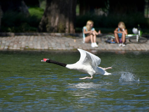 black-necked swan (Cygnus melancoryphus) running and flying