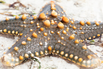 Close-up of a beautiful starfish in shallow water.