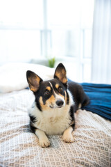 Cute black headed tri color Pembroke Welsh Corgi laying on the bed in a bright room. 
