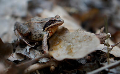 Frog